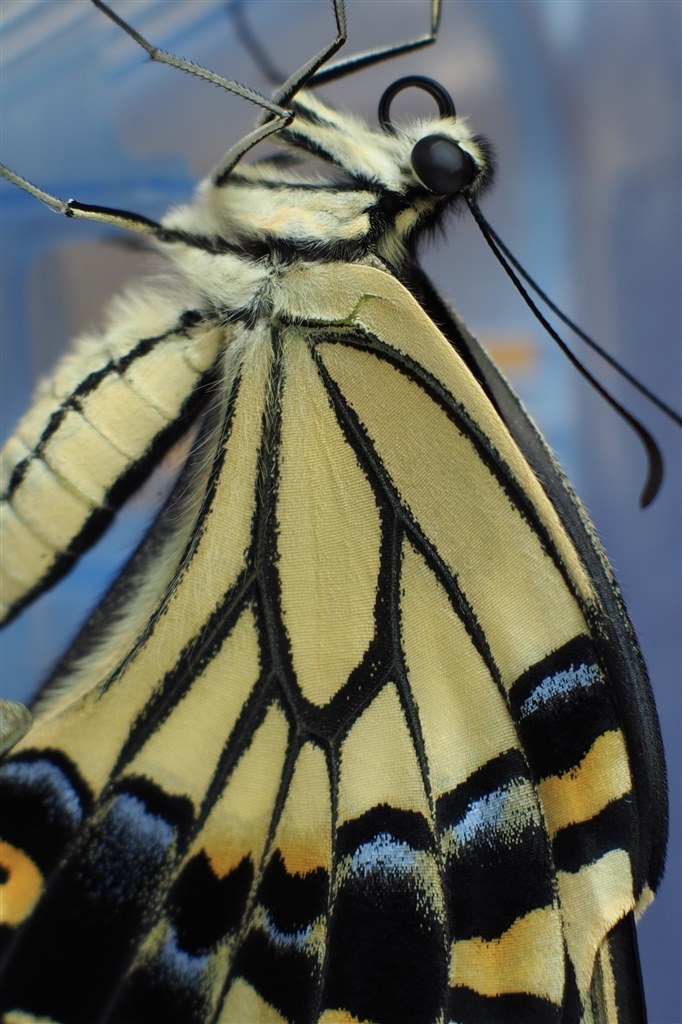 開放とろける、絞ってカリカリ』 コシナ フォクトレンダー NOKTON 42.5