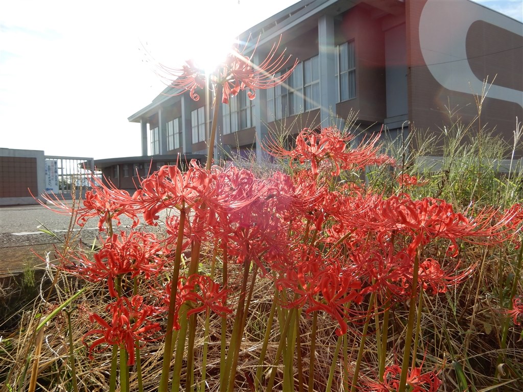 Nikon COOLPIX A900 コンデジ【作例有】 画質は良好ですが、ハングアップの問題が。』 ニコン COOLPIX A900