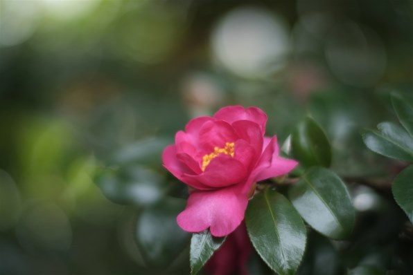 Machang Optical　KAMLAN FS 50mm F1.1 [フジ Machang Optical KAMLAN FS 50mm F1.1 [フジフイルム用] 価格