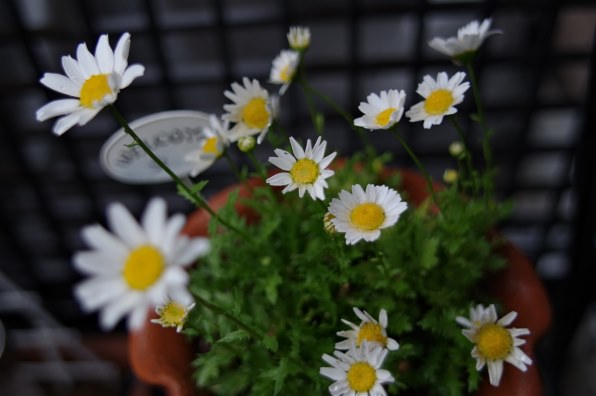 smc PENTAX-FA☆ 1:2 24mm -IF&DL- 訳あり ペンタックス FA☆24mmF2AL[IF] 価格比較 - 価格.com