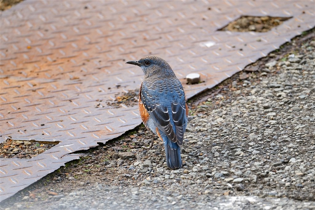 現状Lマウント唯一のお手軽望遠ズーム』 シグマ 100-400mm F5-6.3 DG DN OS [ライカL用] よっしーんさんのレビュー評価・評判  - 価格.com