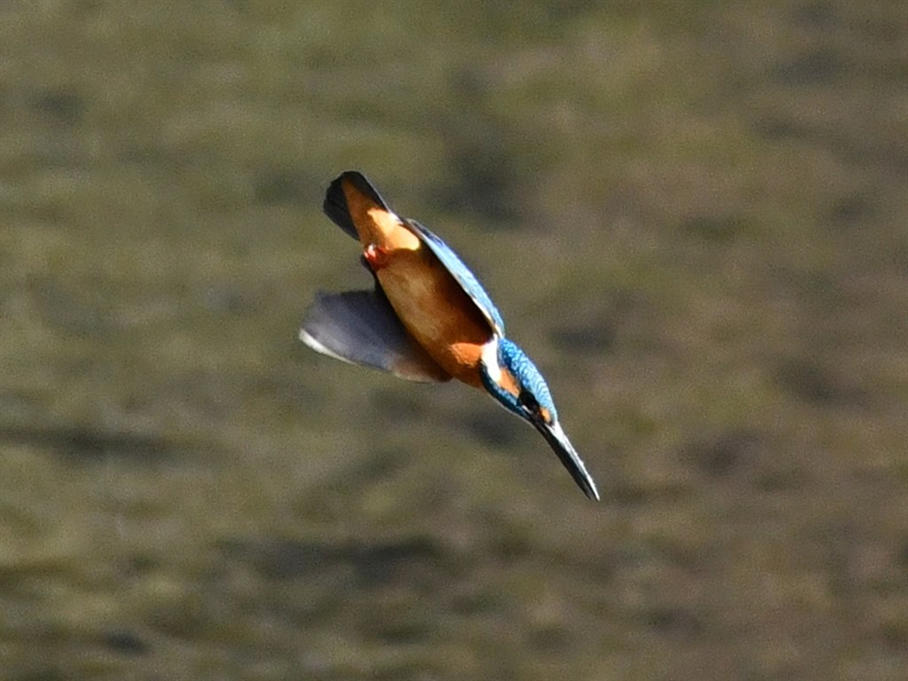 軽くて安くてVRも強力なので、近場の野鳥撮影に重宝しています