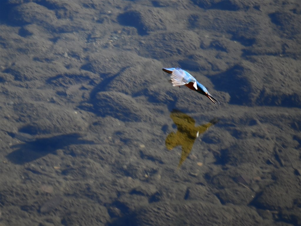 ✨綺麗に撮れる✨Nikon AF-P NIKKOR 70-300mm　987-2 ✨綺麗に撮れる✨Nikon AF-P NIKKOR 70-300mm 987-2 ニコン AF-P