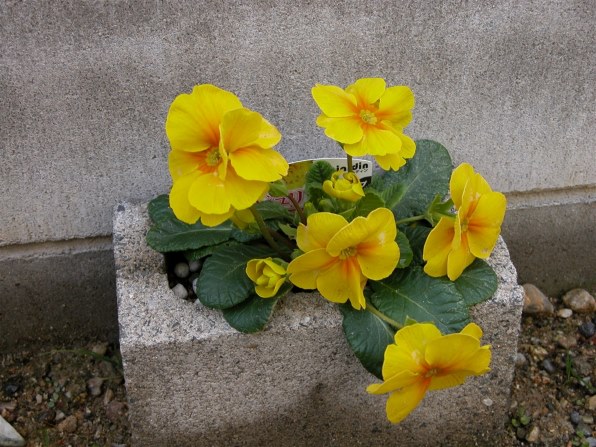 ニコン COOLPIX 5700で撮影された写真 - 価格.com