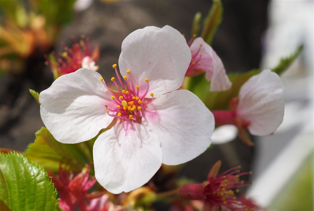 コスパ最高 』 オリンパス M.ZUIKO DIGITAL ED 30mm F3.5 Macro