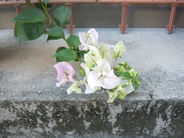 富士フイルム FinePix Z900EXR [ホワイト]投稿画像・動画 - 価格.com