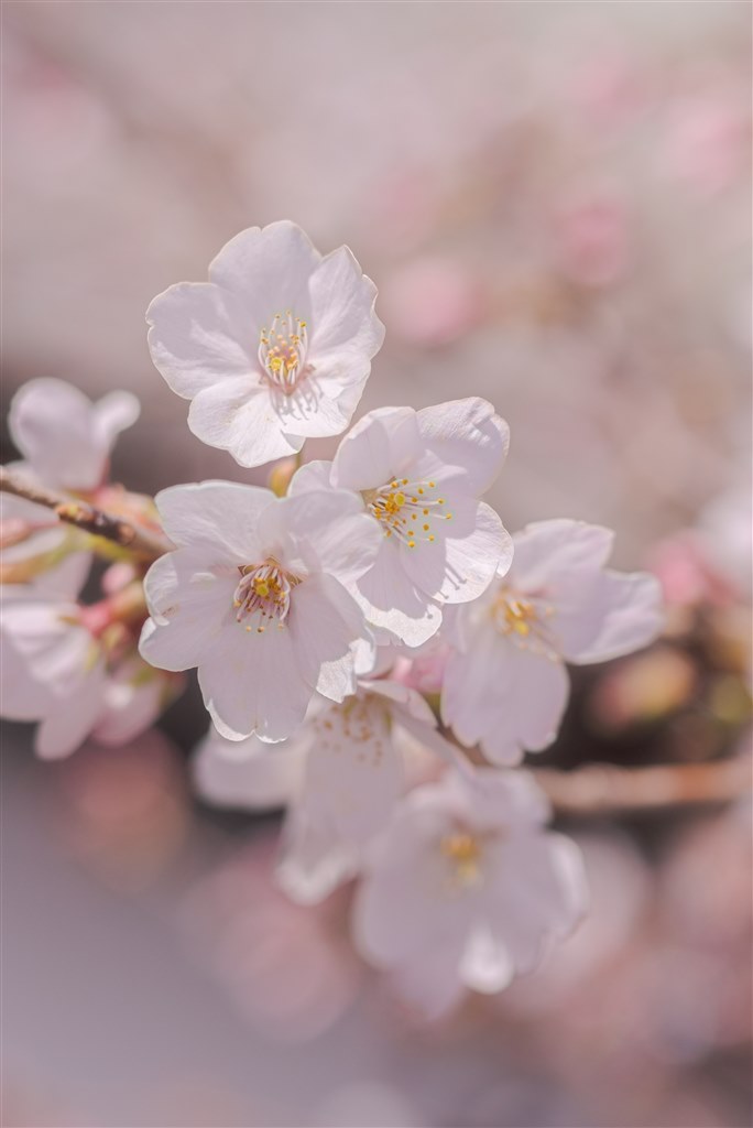 花を撮りたいから、買いました。』 コシナ フォクトレンダー APO