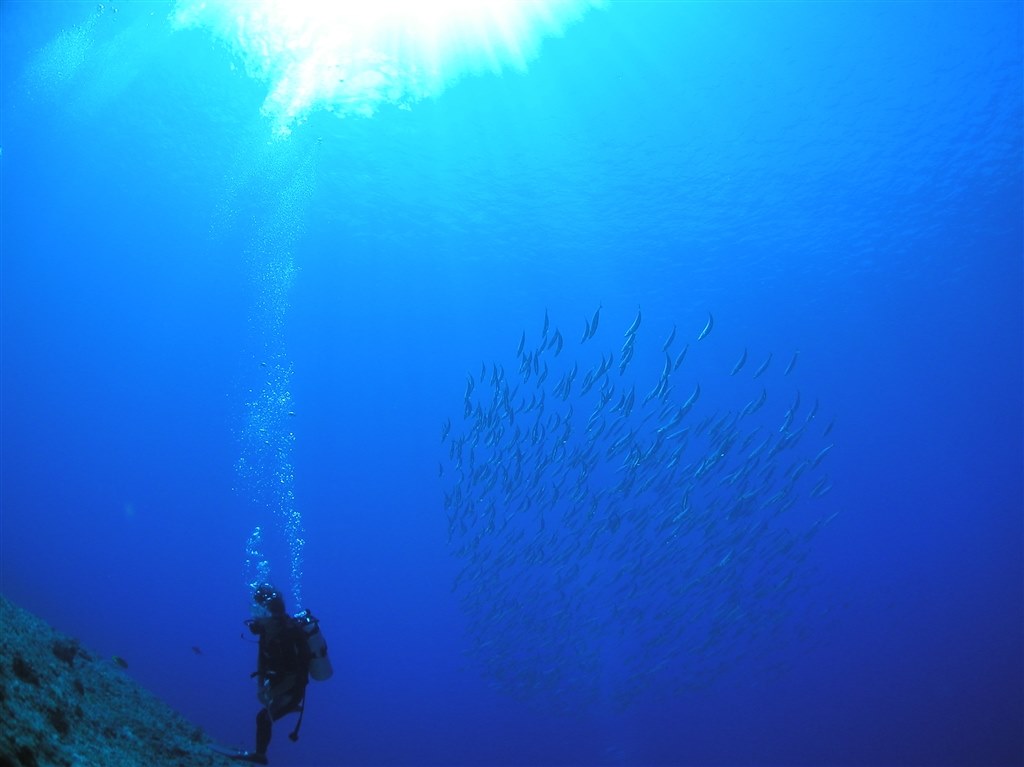 水中でもリアル感ある映像を写してくれる一台でした。水中作例