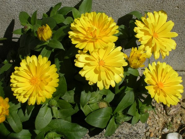 ニコン COOLPIX 3200投稿画像・動画 - 価格.com