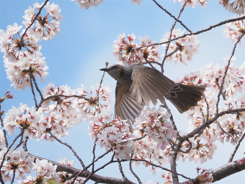 購入も運用も超お手軽！C-AFでの野鳥撮影について追記』 オリンパス M