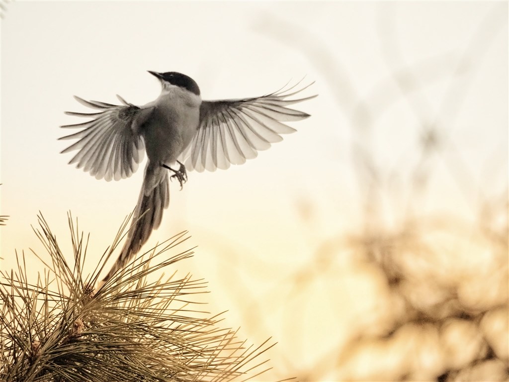 購入も運用も超お手軽！C-AFでの野鳥撮影について追記』 オリンパス M