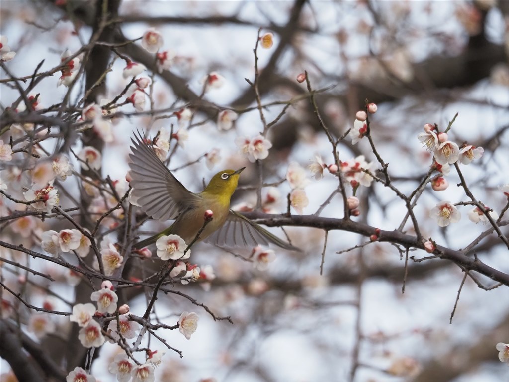 購入も運用も超お手軽！C-AFでの野鳥撮影について追記
