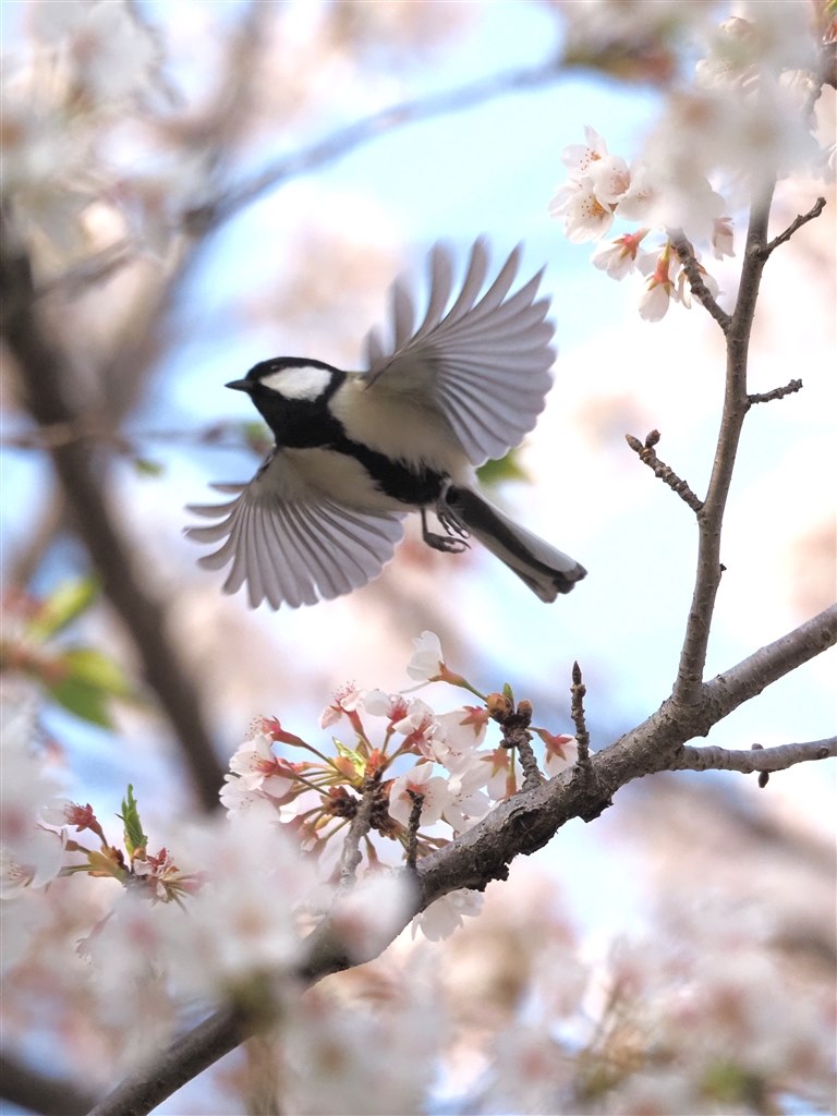 購入も運用も超お手軽!C-AFでの野鳥撮影について追記 購入も運用も超お手軽!C-AFでの野鳥撮影について追記