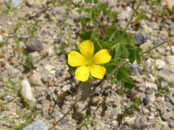 ♥︎◇OLYMPUS SP-570UZ ◇近くも遠くもOK♪ ◇バッグ付き♪ ♥︎◇OLYMPUS SP-570UZ ◇近くも遠くもOK♪ ◇バッグ付き♪