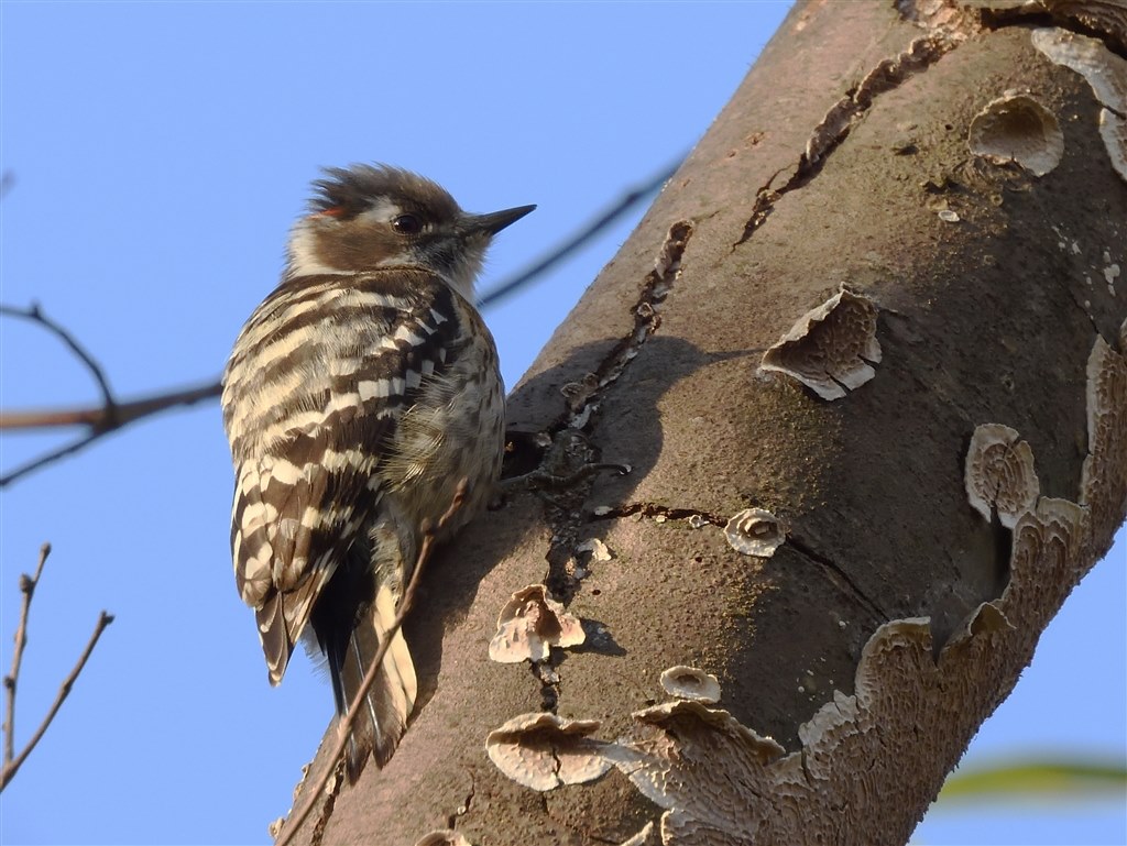 野鳥撮影入門者、鳥見中心の方、デジ一のサブ、にオススメできる