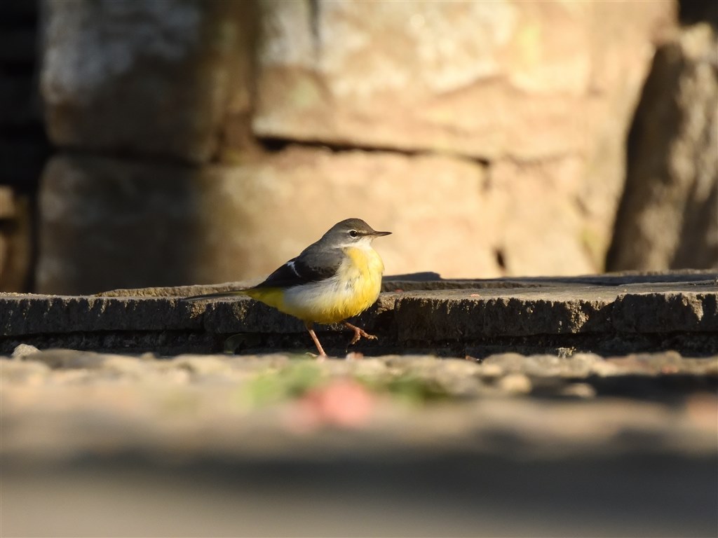 野鳥撮影入門者、鳥見中心の方、デジ一のサブ、にオススメできる 野鳥撮影入門者、鳥見中心の方、デジ一のサブ、にオススメできる