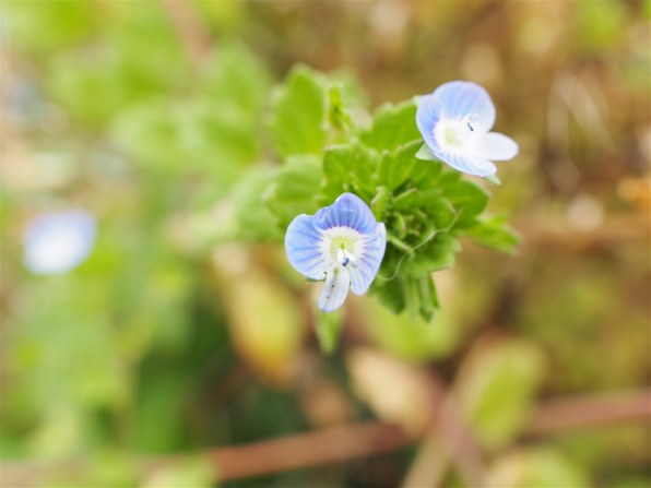 シグマ 24mm F1.8 EX DG ASPHERICAL MACRO (ﾌｫｰｻｰｽﾞ用)投稿画像・動画