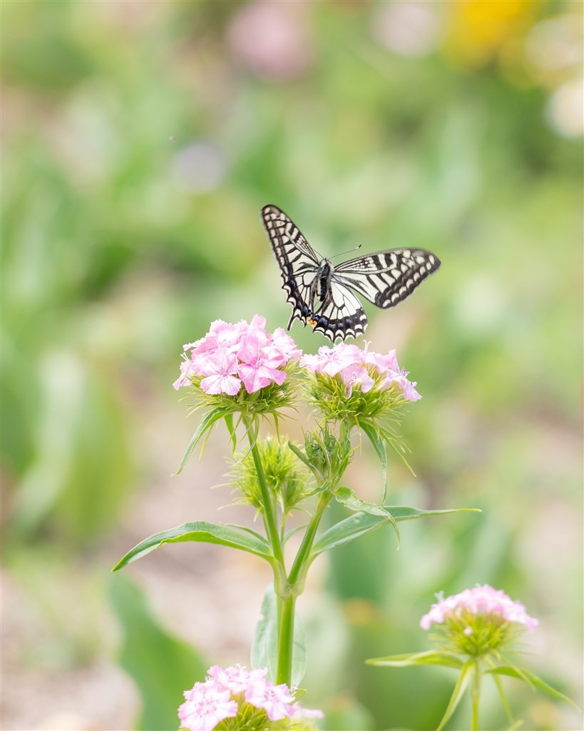 R6でも非常にレベルの高いaf Canon Ef70 300mm F4 5 6 Is Ii Usm 趣味は食さんのレビュー評価 評判 価格 Com