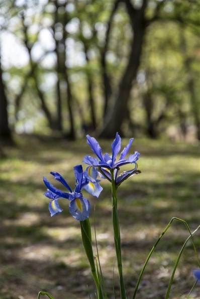 シグマ 24-105mm F4 DG OS HSM [ニコン用]投稿画像・動画 - 価格.com