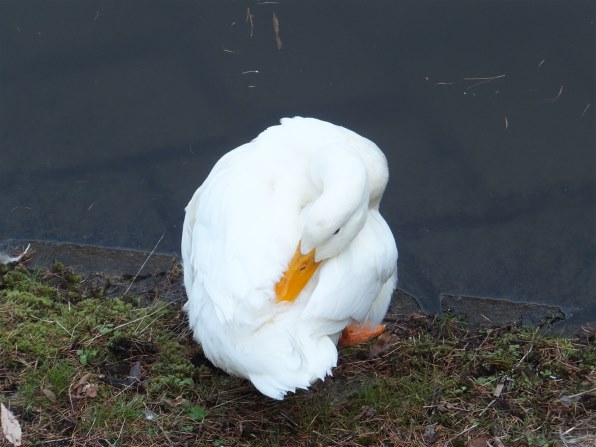 富士フイルム FinePix F550EXR [シャンパンゴールド]投稿画像・動画