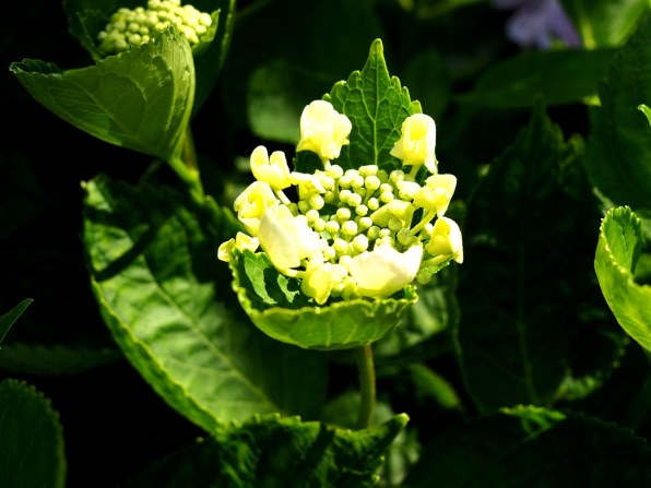 シグマ SIGMA Art 30mm F2.8 DN マイクロフォーサーズ 作例 このコスパは軽い衝撃。SIGMA 30mm f2.8 DN Artを試し撮りして