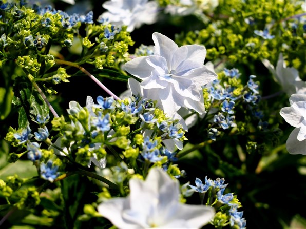シグマ SIGMA Art 30mm F2.8 DN マイクロフォーサーズ 作例 シグマ 30mm F2.8 DN ブラック [マイクロフォーサーズ用]で撮影