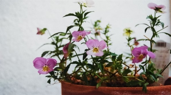 2個セット Minolta ミノルタ AF ZOOM 24-50mm F4 2個セット Minolta ミノルタ AF ZOOM 24-50mm F4