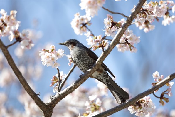 CANON EF80-200mm F2.8L投稿画像・動画 (レビュー) - 価格.com
