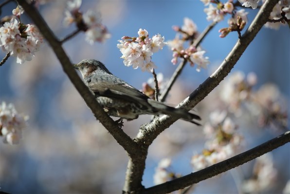 CANON EF80-200mm F2.8L投稿画像・動画 (レビュー) - 価格.com