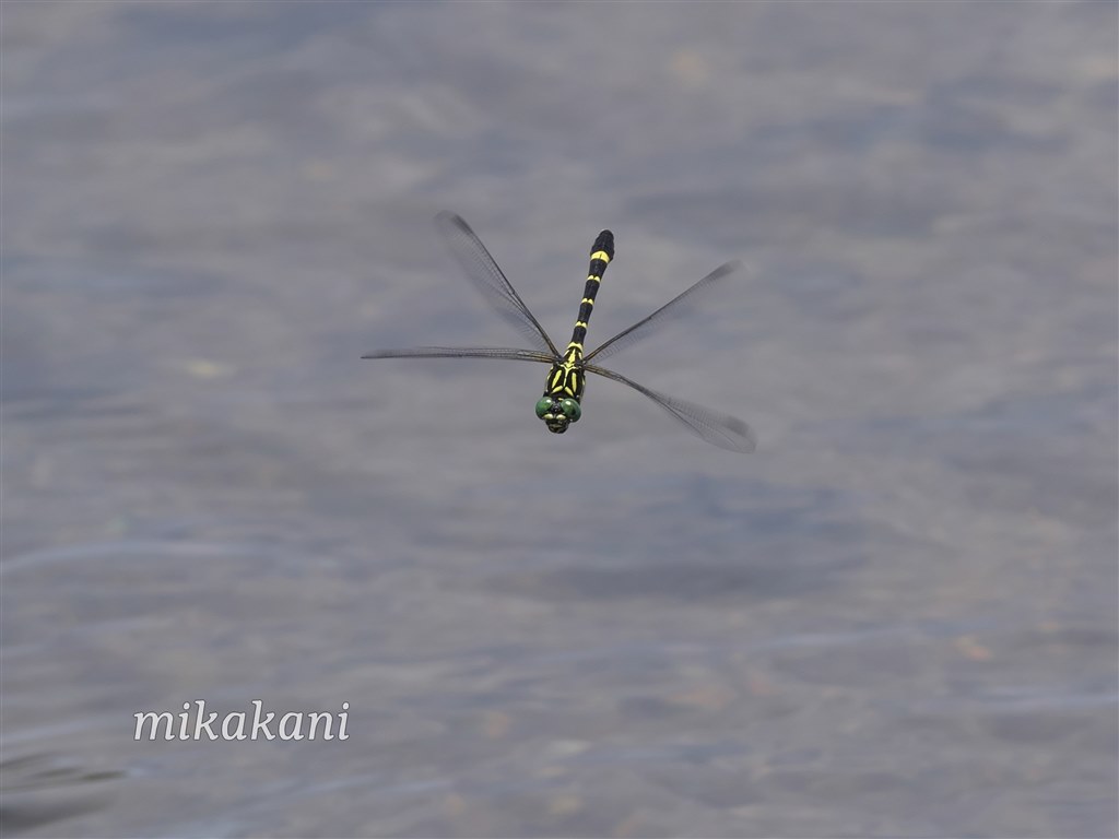 鳥 虫 飛行機用の標準レンズ オリンパス M Zuiko Digital Ed 300mm F4 0 Is Pro Mikakaniさんのレビュー評価 評判 価格 Com