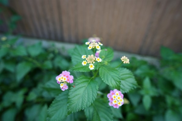 VILTROX S 20mm T2.0 価格比較 - 価格.com