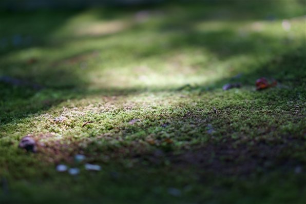 SONY E 50mm F1.8 OSS SEL50F18投稿画像・動画 - 価格.com SONY E 50mm F1.8 OSS SEL50F18投稿画像・動画 - 価格.com