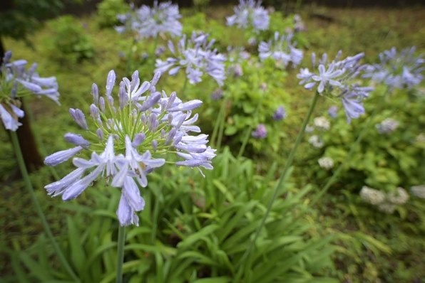 カールツァイス Distagon T* 3.5/18 ZF.2 [ニコン用] 価格比較 - 価格.com