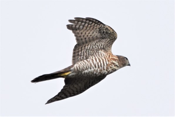 シグマ 150-600mm F5-6.3 DG OS HSM Contemporary [ニコン用 シグマ 150-600mm F5-6.3 DG OS HSM Contemporary [ニコン用