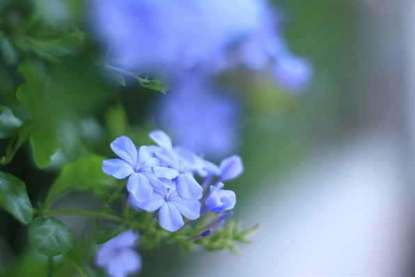 CANON EF50mm F1.4 USM レビュー評価・評判 - 価格.com CANON EF50mm F1.4 USM レビュー評価・評判 - 価格.com