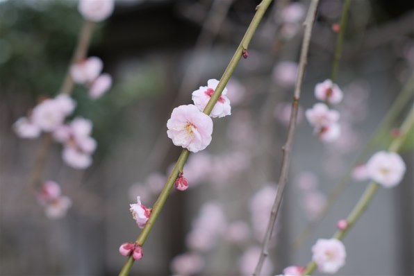 Machang Optical KamLan KL 32mm F1.1 [マイクロフォーサーズ用]投稿