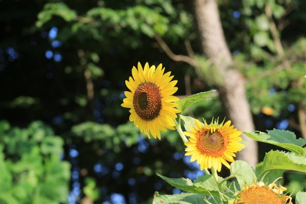 CANON EF75-300mm F4-5.6 III USM投稿画像・動画 - 価格.com