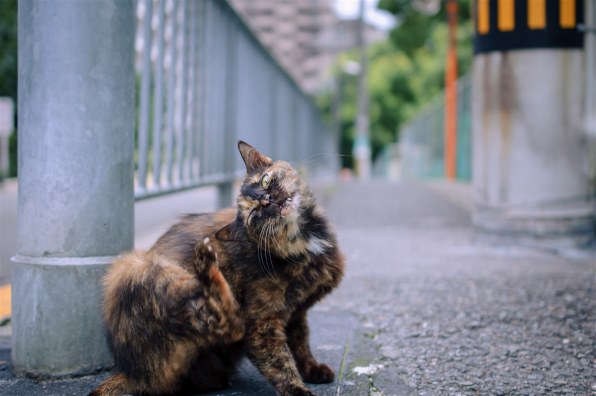 良品 作例有 AF-S DX Micro NIKKOR 40mm f/2.8G DX Micro 40mm f/2.8。細部の中の世界を捉える。