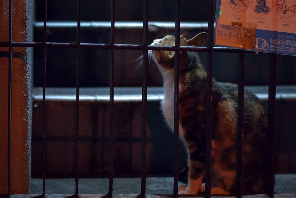 ❤️感動をありのままに残そう❤️ソニー DSLR-A330 トリプルズーム❤️ ❤️感動をありのままに残そう❤️ソニー DSLR-A330 トリプルズーム