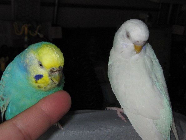 息の仕方で聞きたいことが インコ セキセイインコ のクチコミ掲示板 価格 Com