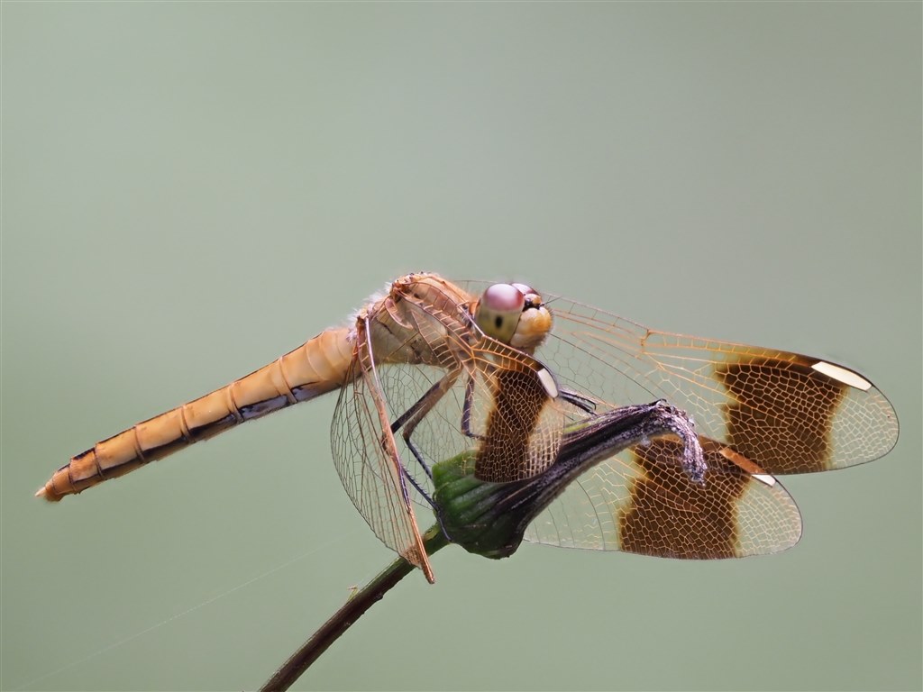 あらゆる生き物ドンとこいレンズ ２ オリンパス M Zuiko Digital Ed 150 400mm F4 5 Tc1 25x Is Pro パランティカさんのレビュー評価 評判 価格 Com