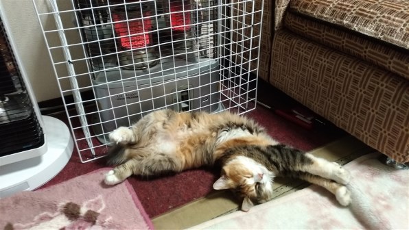 猫 レビュー・評価 - 価格.com