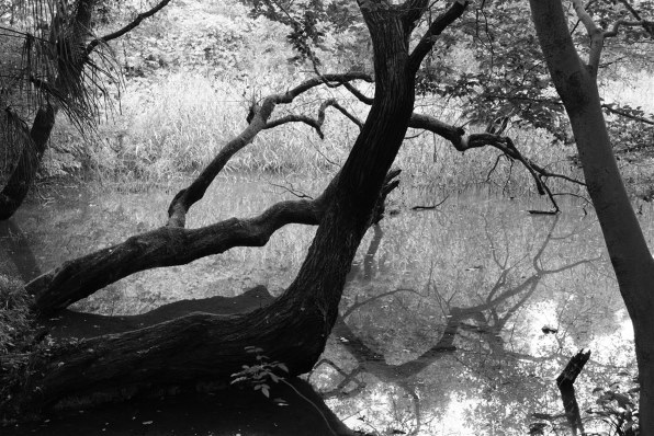 富士フイルム フジノンレンズ XC16-50mmF3.5-5.6 OIS II [ブラック