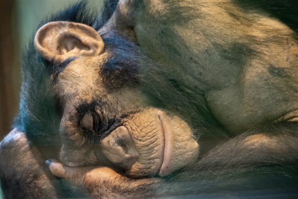 ✨極美品✨ニコン AF-S 55-200mm VR❤️瞬間を鮮やかに！ ニコン AF-S DX VR Zoom-Nikkor 55-200mm f/4-5.6G IF-ED投稿