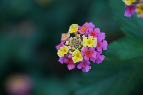 銘匠光学 TTArtisan 40mm f/2.8 MACRO C [マイクロフォーサーズ用]投稿