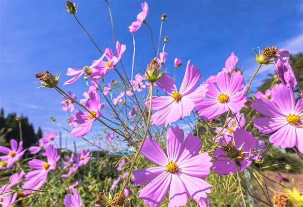 CANON EF16-35mm F4L IS USM レビュー評価・評判 - 価格.com