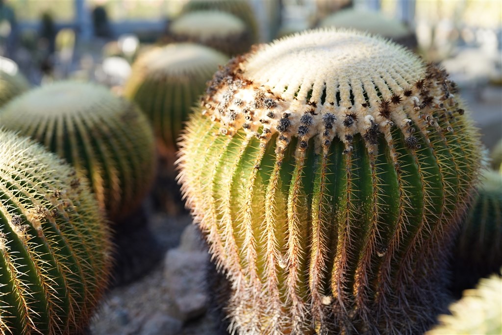 【ほぼ新品】 SONY 50mm F1.2 GM SEL50F12GM カメラレンズ FE 50mm F1.2 GM SEL50F12GM [ソニーE /単焦点