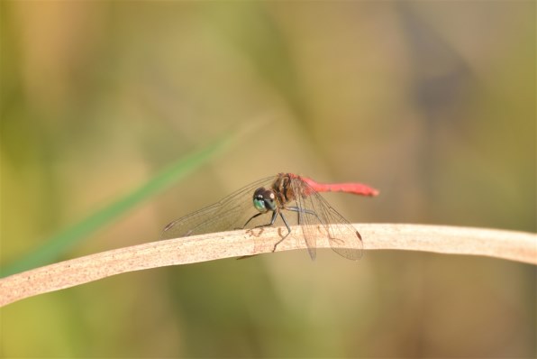 SIGMAシグマ APO 50-500mm F4.5-6.3 (Nikon F）