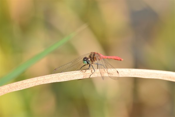 シグマ APO 50-500mm F4.5-6.3 DG OS HSM (ニコン用)投稿画像・動画 ...