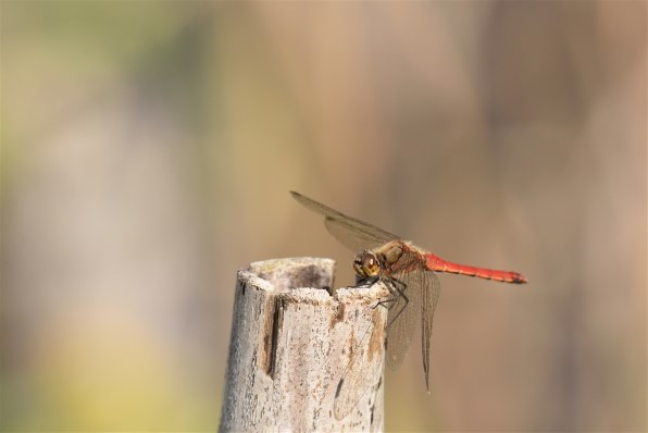 シグマ 60-600mm F4.5-6.3 DG OS HSM [ニコン用] レビュー評価